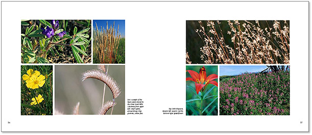 double page spread from the book The Great Sand Hills: A Prairie Oasis