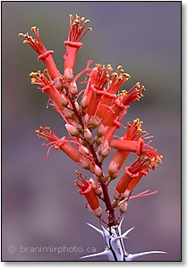 Ocotillo flowers