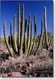 Organ pipe cactus