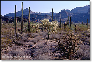 Organ Pipe Cactus National Monument