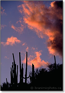 evening clouds and Saguaro, Arizona