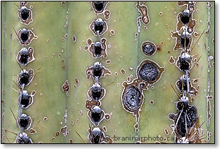 Saguaro cactus detail