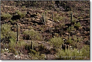 Saguaro National Park West block