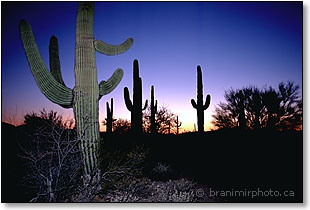 Sunset in Sonoran desert