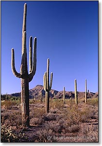 Saguaro cactus in Sonoran desert