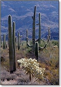 Saguaro and cholla cacti