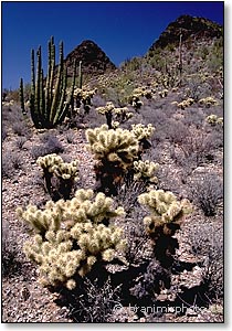 Teddybear cholla cactus