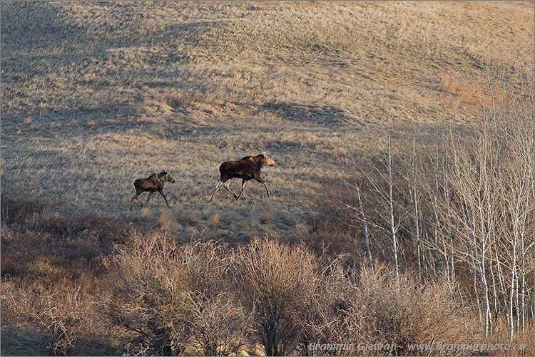 Cow and calf moose (Alces alces) at Fullerton - NCC property, Dinsmore, Saskatchewan, Canada