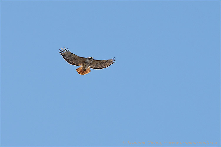 Red-tailed Hawk (Buteo jamaicensis) at Fullerton - NCC property, Saskatchewan, Canada