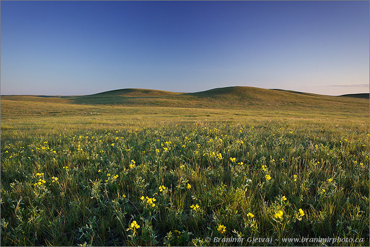 Prairie with golden bean (Thermopsis rhombifolia) in bloom, Old Man on His Back Prairie and Heritage Conservation Area - NCC property, Claydon, Saskatchewan