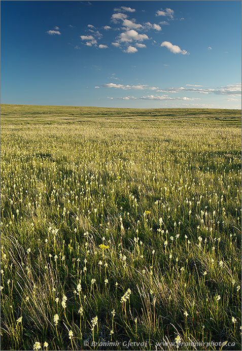 Prairie with Death camas (Zigadenus venenosus) in bloom, Old Man on His Back Prairie and Heritage Conservation Area - Nature Conservancy of Canada property, Claydon, Saskatchewan