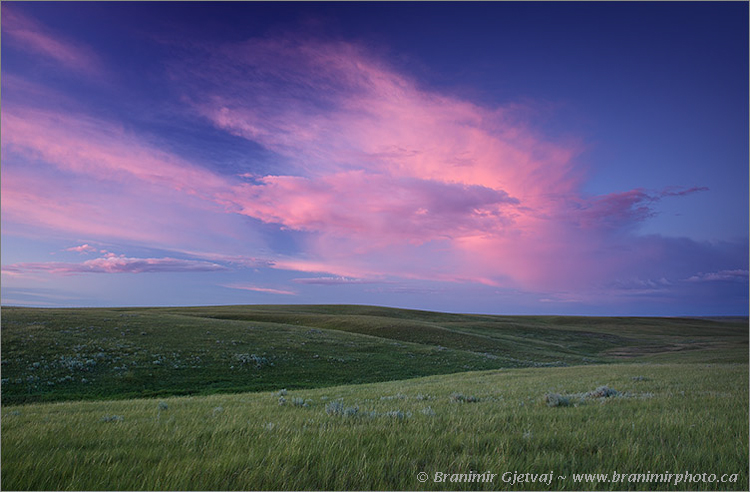 Pasture at sunset, Old Man on His Back Prairie and Heritage Conservation Area - Nature Conservancy of Canada property, Claydon, Saskatchewan, Canada