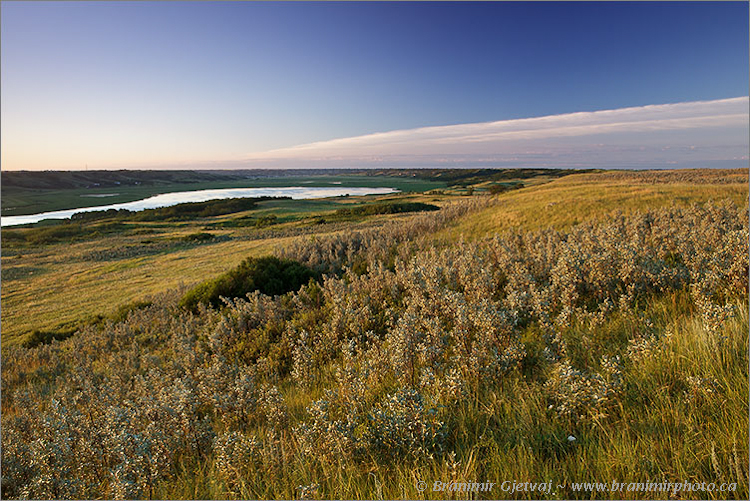 Prairie with Wolf willow (Elaeagnus commutata) at Big Valley - Nature Conservancy of Canada property, Craven, Saskatchewan, Canada