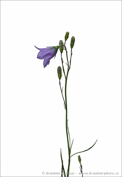 Harebell (Campanula rotundifolia), a plant species native to grasslands of North America. Cypress Hills south of Maple Creek, Saskatchewan, Canada