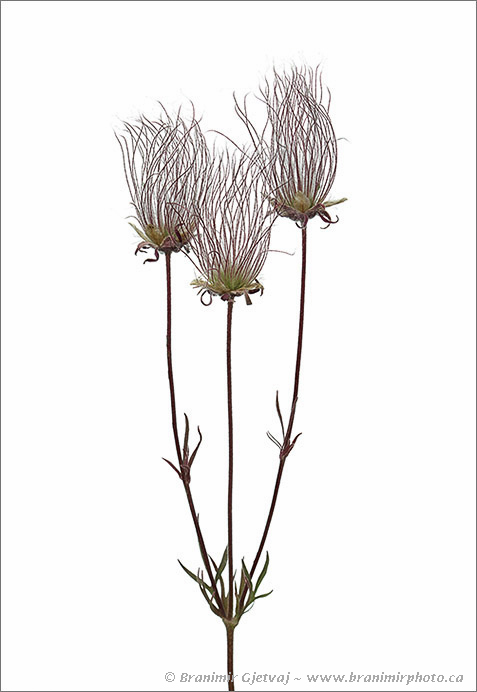 Three-flowered avens or Prairie smoke (Geum triflorum), a plant species native to grasslands of North America. Cypress Hills, Saskatchewan