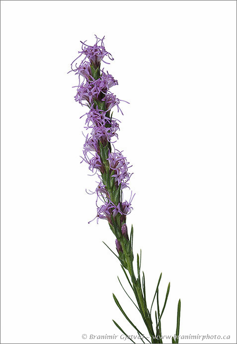 Dotted blazing star (Liatris punctata), a plant species native to grasslands of North America. Saskatoon, Saskatchewan