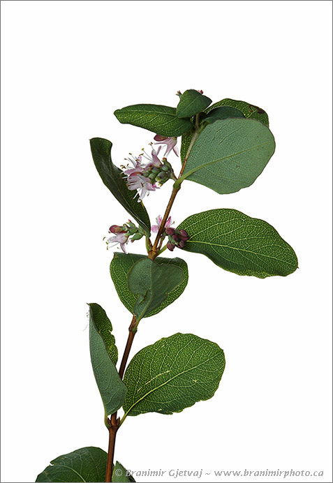 Western snowberry (Symphoricarpos occidentalis), a woody shrub native to grasslands of North America. Saskatoon, Saskatchewan, Canada