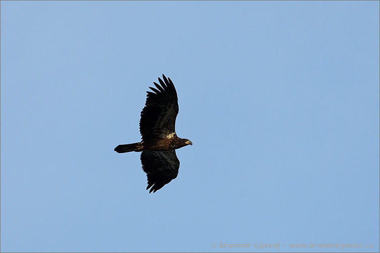 Juvenile Bald Eagle (Haliaeetus leucocephalus) at Friesen - NCC property, Quill Lake, Saskatchewan, Canada