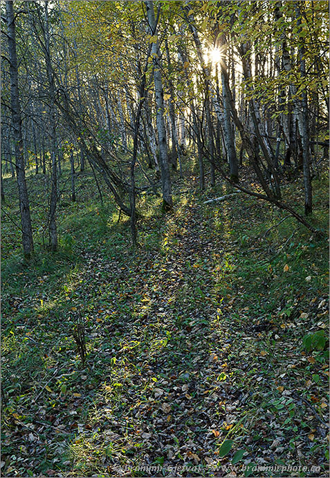 Sun rays in aspen forest, Ursulan - Nature Conservancy of Canada property, Punnichy, Saskatchewan, Canada