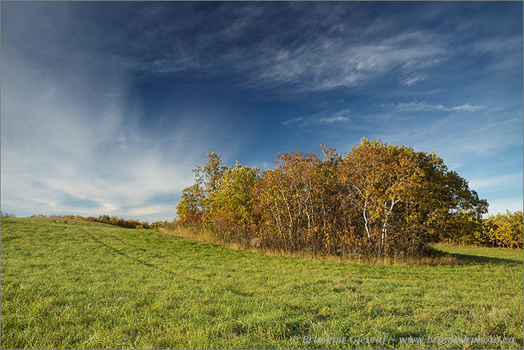 Pasture with aspens in autumn, Elizabeth Hubbard - Nature Conservancy of Canada property, Esterhazy, Saskatchewan, Canada