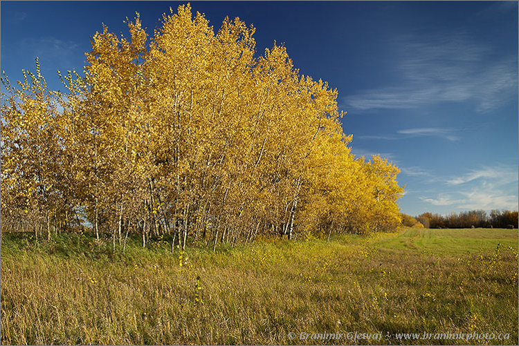 Aspens in autumn, Horseshoe Lake 2 - Nature Conservancy of Canada property, Canora, Saskatchewan, Canada