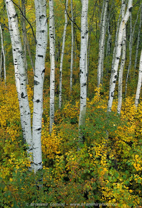 Fall colours in aspen forest, Spruce River Highlands, Prince Albert National Park, Saskatchewan