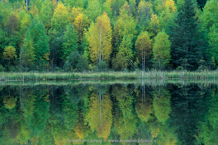 Trees reflecting in lake (fall colours), Prince Albert National Park, Saskatchewan