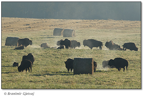 herd of plains bison at the western edge of Prince Albert National Park