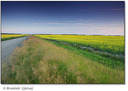 Image of flowering canola field near Alvena, Saskatchewan, Canada