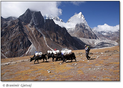 Image of a group of zopkyok pack animals with Taboche Peak (6367) and Arakam Tse (6423m) in background, Khumbu region, Himalays, Nepal
