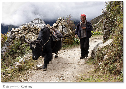 Image of a man walking beside yak, Namche Bazaar (3440 m), Khumbu region, Himalays, Nepal