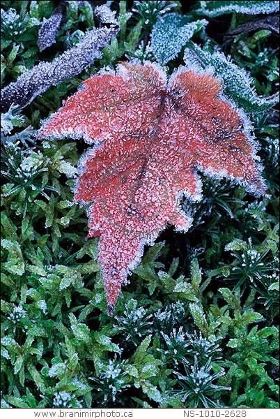 close-up of a Red Maple leaf covered in frost