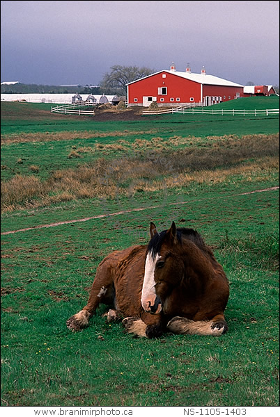 horse and red barn