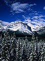 snow-covered trees, Hector Lake, Banff National Park