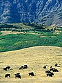 herd of bison grazing,  Waterton Lakes National Park