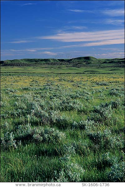 grassland in canada