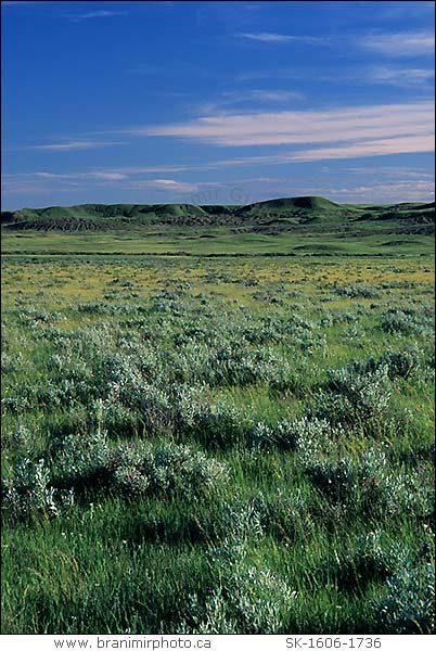 Field with sage brush, Grasslands National Park