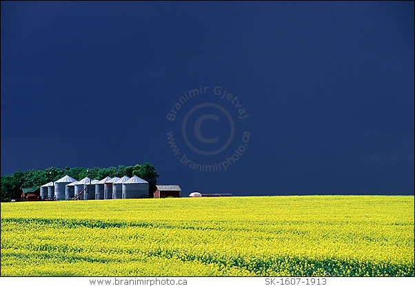 Granaries in flowering canola field, Saskatchewan