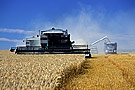 combines harvesting wheat