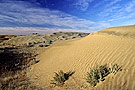 Sand dunes, Great Sand Hills, Saskatchewan