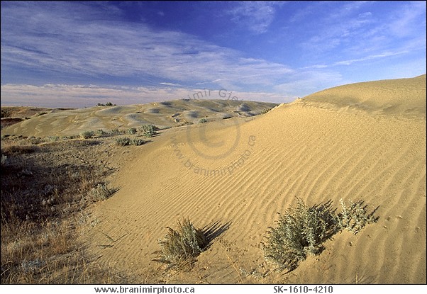 Sand dunes, Great Sand Hills, Saskatchewan