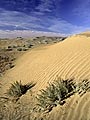 Sand dunes, Great Sand Hills, Saskatchewan