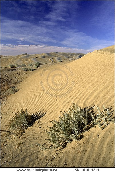 sand dunes, Great Sand Hills, Saskatchewan