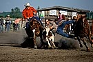 rodeo, steer wrestling
