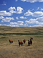 horses in field, Saskatchewan