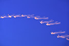 Snow Geese in flight