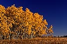 Aspen trees in fall colours, Cypress Hills, Saskatchewan