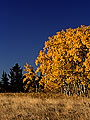 Aspens in fall colours, Cypress Hills, Saskatchewan