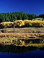 Aspens in fall colours by a lake, Cypress Hills, Saskatchewan