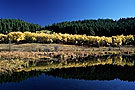 Aspen trees in fall colours, Cypress Hills, Saskatchewan